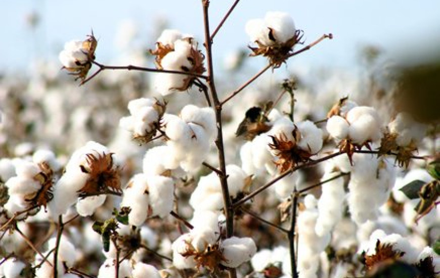 Dados apontam crescimento