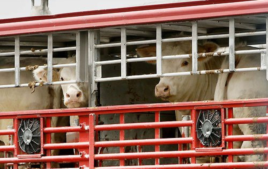 Faet Senar alerta quanto ao manejo de bovinos