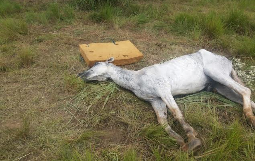 Animal estava visivelmente abaixo do peso