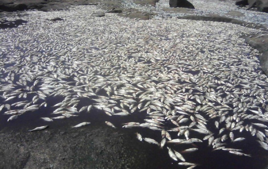 Morte de peixes provocou até audiência pública