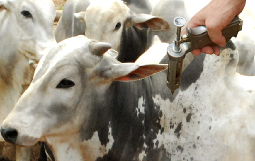 99,13% do rebanho do Tocantins vacinado 