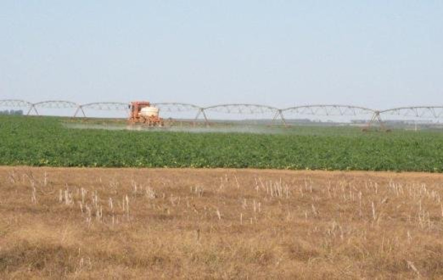 Campo de soja em Campos Lindos