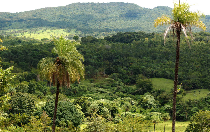 13% do bioma do Tocantins é Amazônia