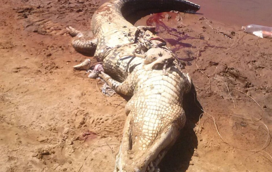 Jacaré foi encontrado no dia 30 de julho