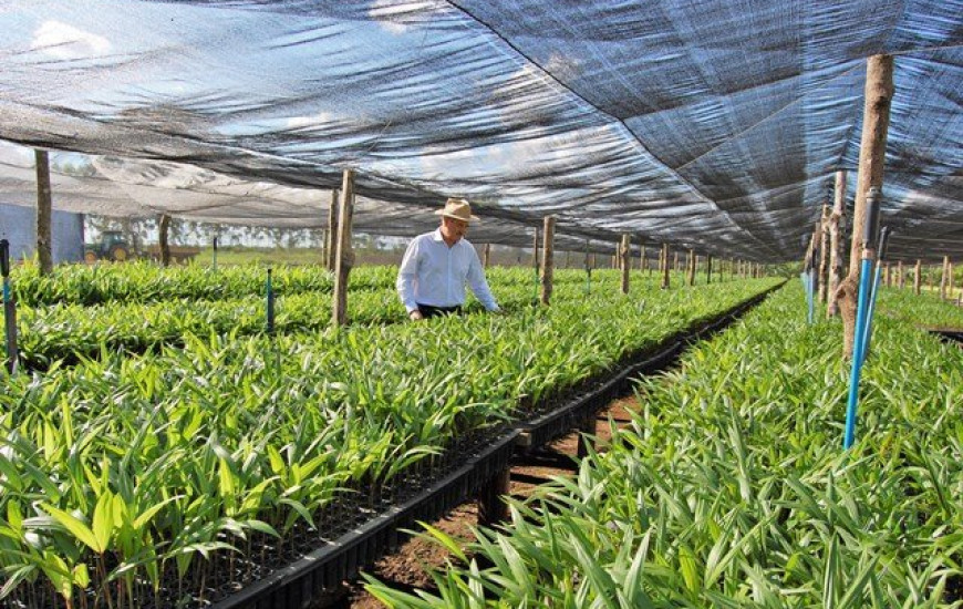 Em Lagoa da Confusão já são 78 hectares