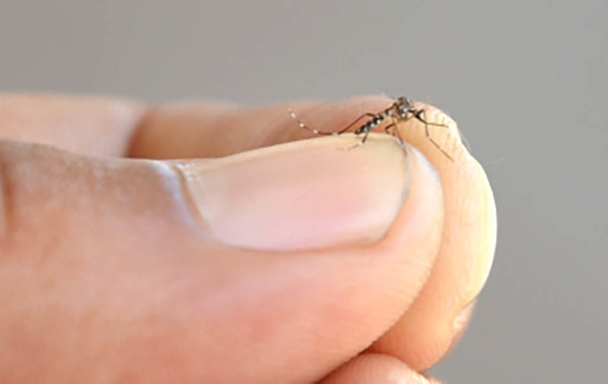 O mosquito Aedes aegypti, é transmissor da dengue, zika e chikungunya