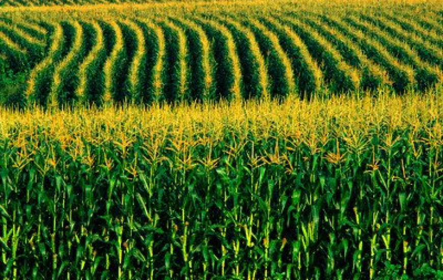 Área teve crescimento