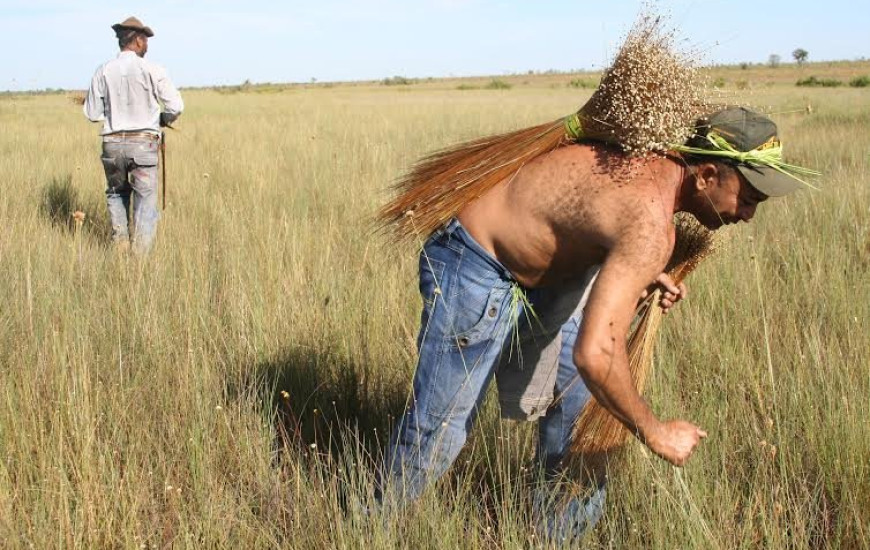 Colheita começa dia 20