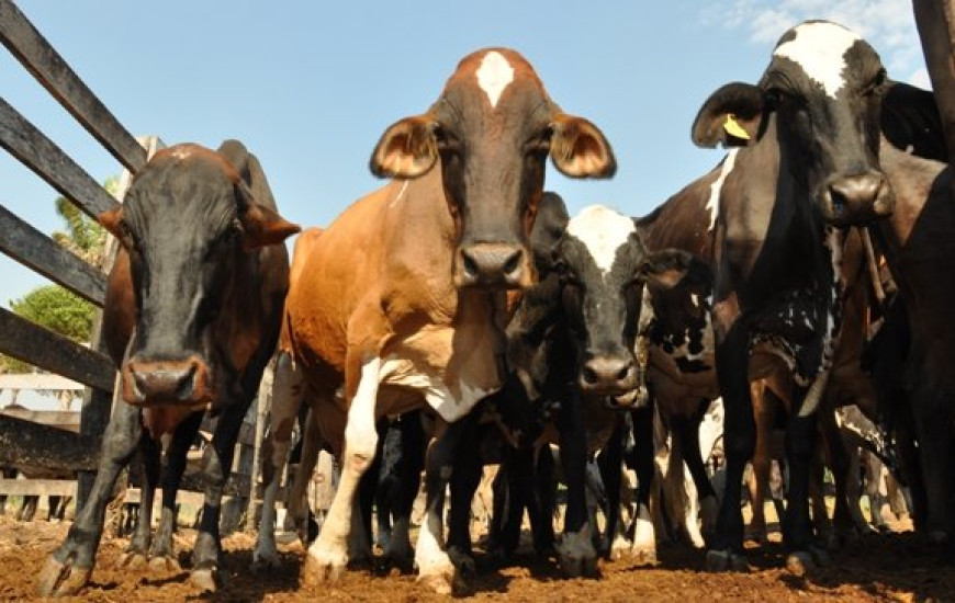 Criadores devem cuidar da sanidade do rebanho