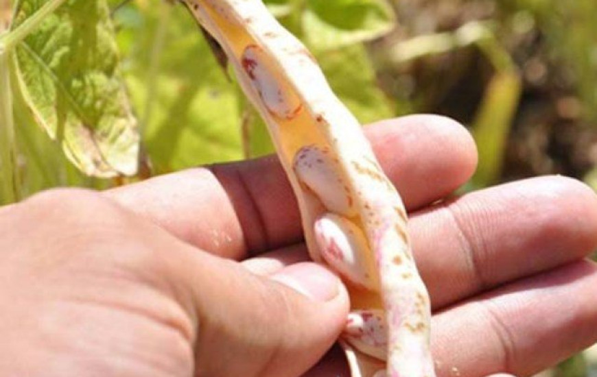 Novas variedades serão lançadas