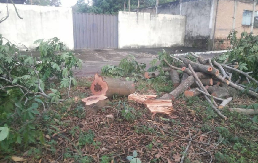 Árvore cortada na Quadra 103 Sul